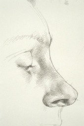SandysNose